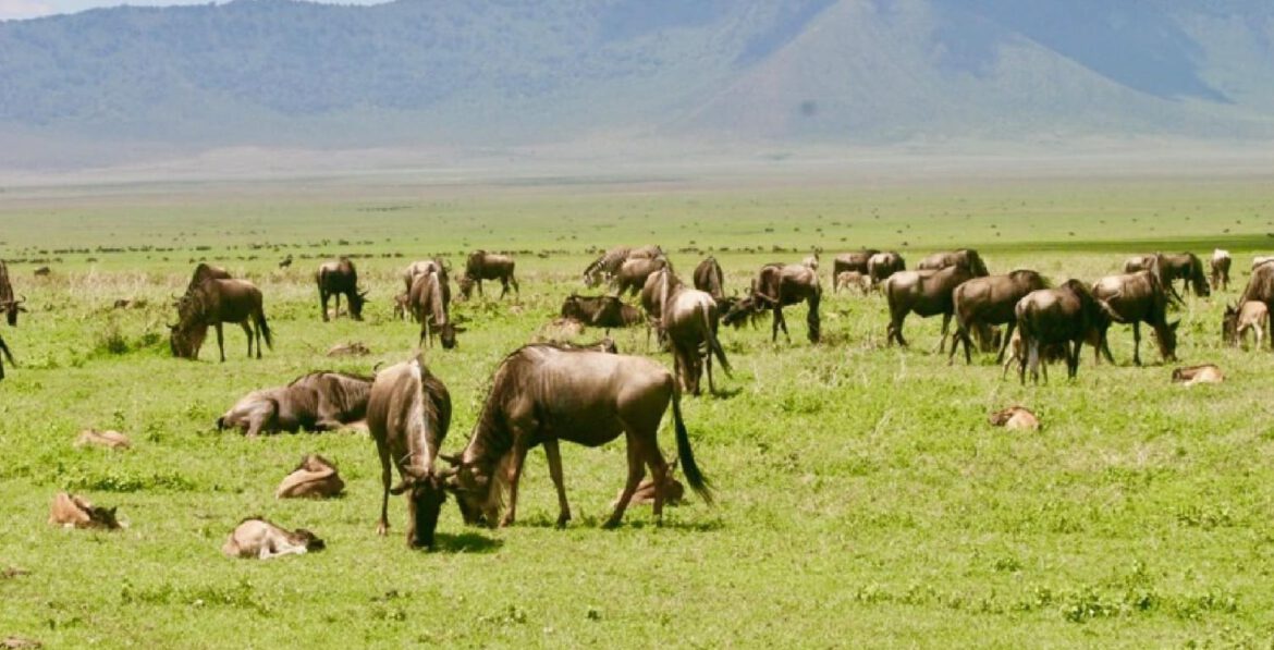 alumbramientos serengueti Alumbramientos en el Serengeti